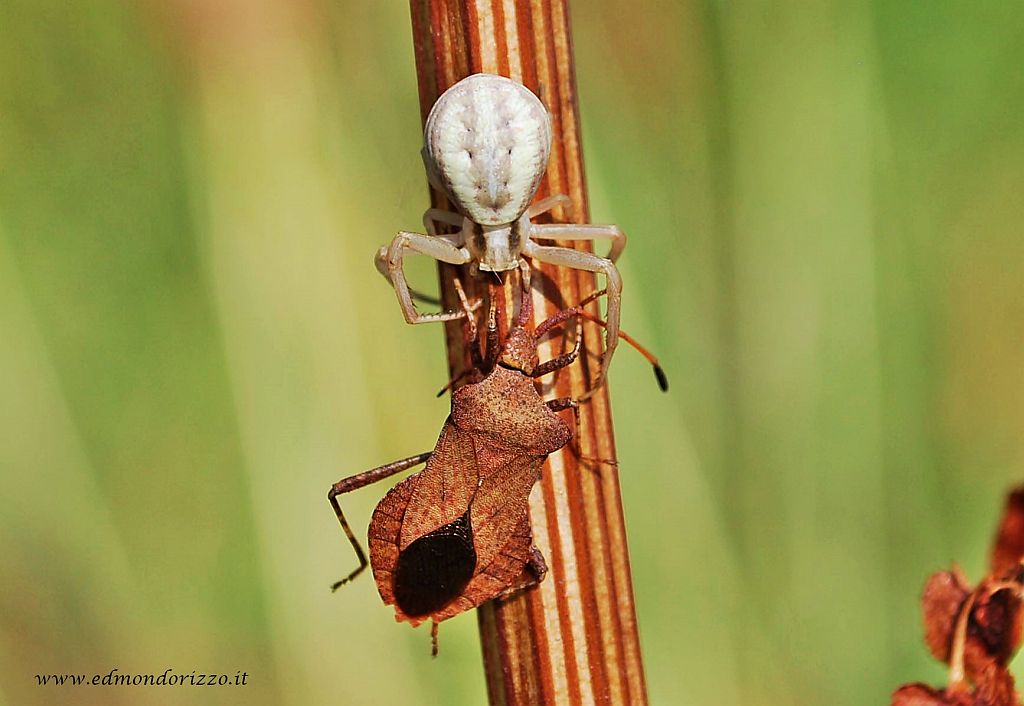 Runcinia grammica vs Coreus marginatus - Bologna (BO)